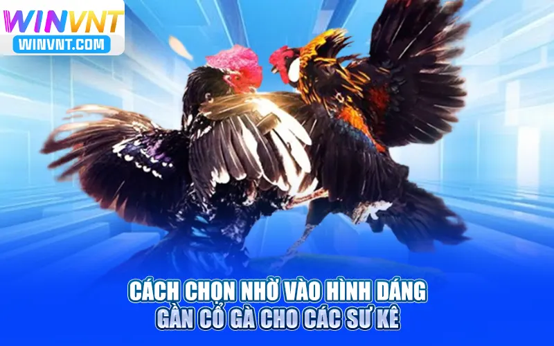 Cách chọn nhờ vào hình dáng gần cổ gà cho các sư kê