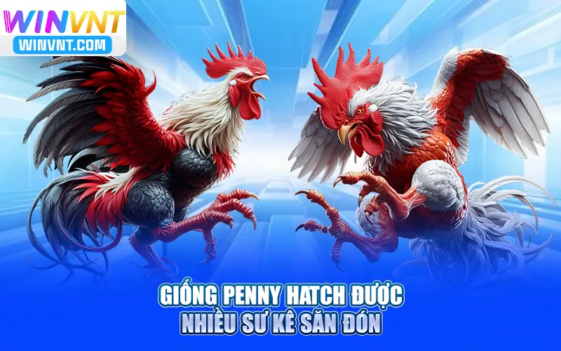 Giống Penny Hatch được nhiều sư kê săn đón