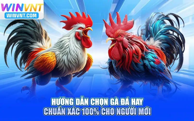 Hướng Dẫn Chọn Gà Đá Hay Chuẩn Xác 100% Cho Người Mới