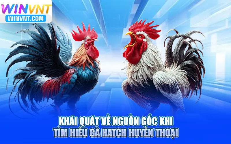 Khái quát về nguồn gốc khi tìm hiểu Gà Hatch huyền thoại