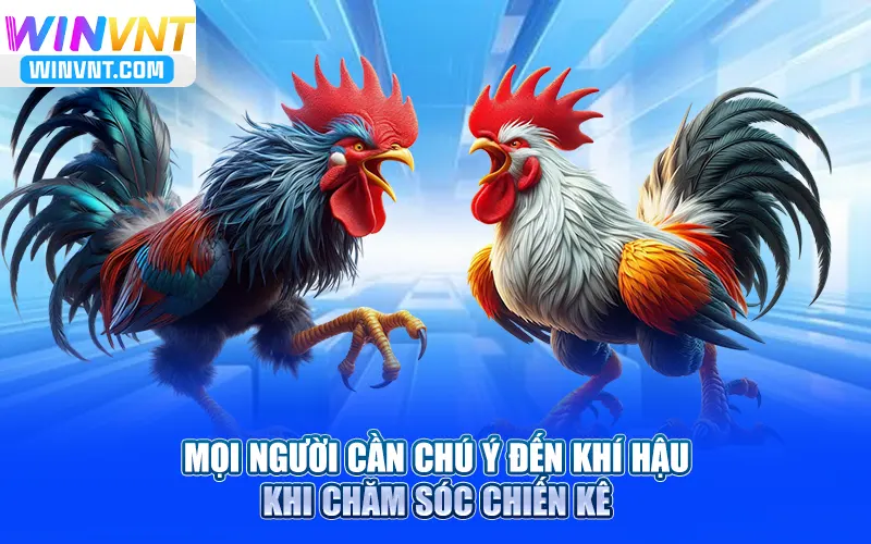 Mọi người cần chú ý đến khí hậu khi chăm sóc chiến kê