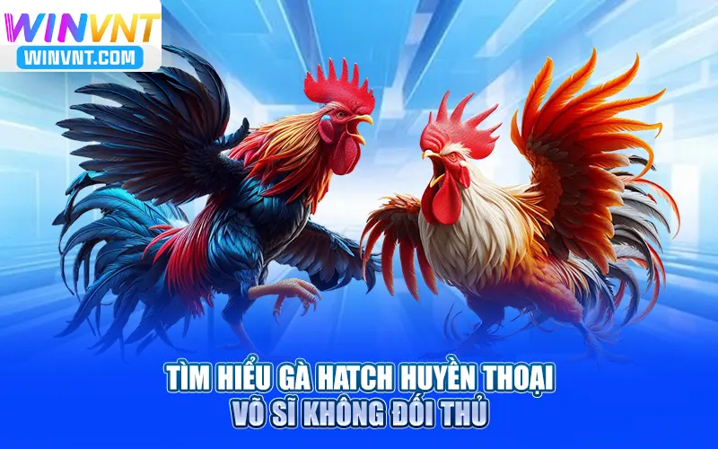 Tìm Hiểu Gà Hatch Huyền Thoại – Võ Sĩ Không Đối Thủ