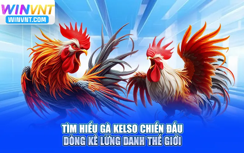 Tìm Hiểu Gà Kelso Chiến Đấu – Dòng Kê Lừng Danh Thế Giới