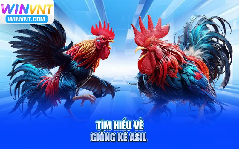 Tìm hiểu về giống kê Asil