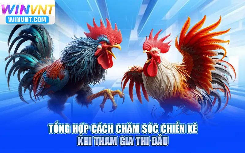 Tìm hiểu Gà Hatch huyền thoại cách chăm sóc chiến kê khi tham gia thi đấu